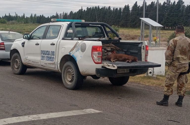 Cazadores furtivos Interceptan vehículo que cargaba un chancho jabalí