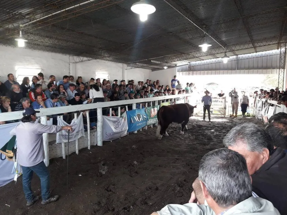 Muy buenas ventas en la feria de la Rural