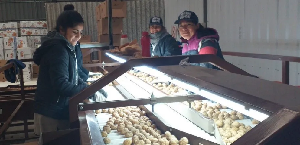 Preparan embarque a Italia con 48 mil kilos de nueces