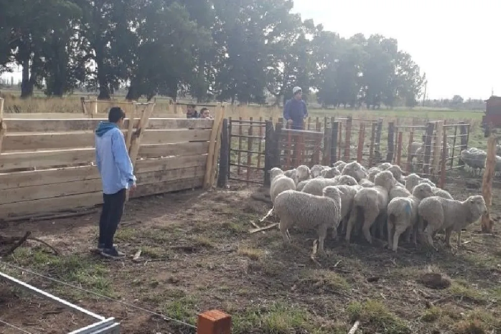 Ovejas de la Región Sur alargan su vida útil en el Valle Medio
