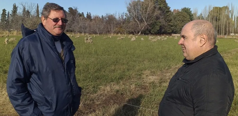 Lana y ovejas, otra oportunidad para el Valle Medio