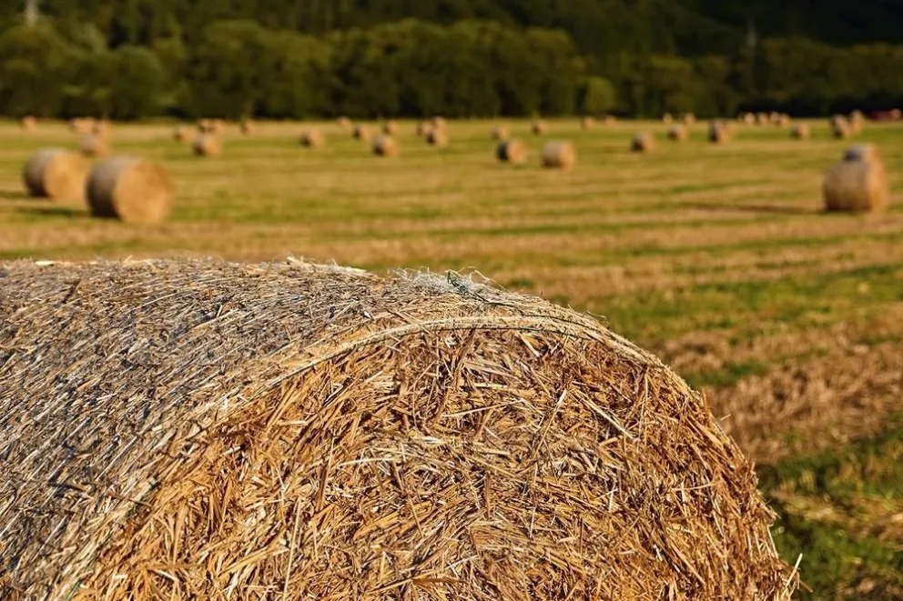 Se financiará la siembra de forraje a pequeños productores