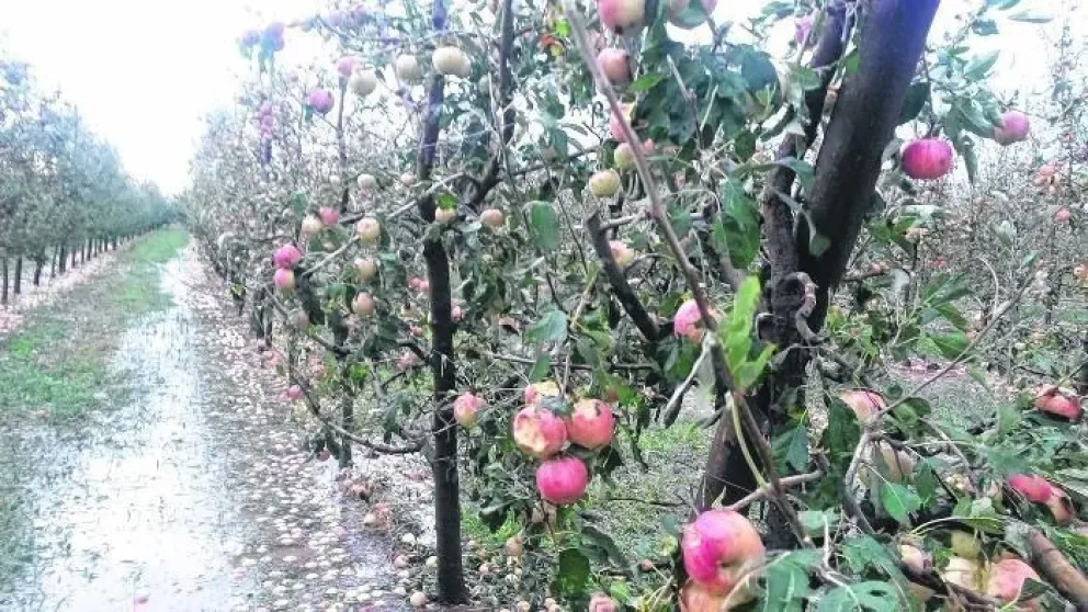 Comenzó el pago del Ente Compensador de Granizo