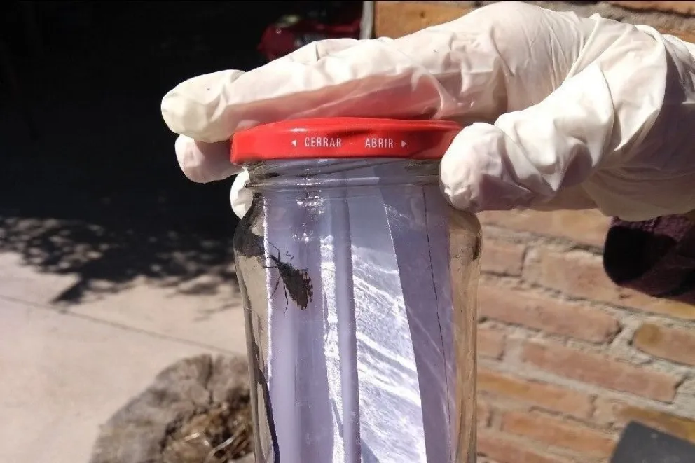 Río Negro se suma al Día Nacional por una Argentina sin Chagas