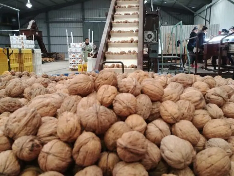 La exportación de frutos secos en Río Negro creció un 38% en 2019