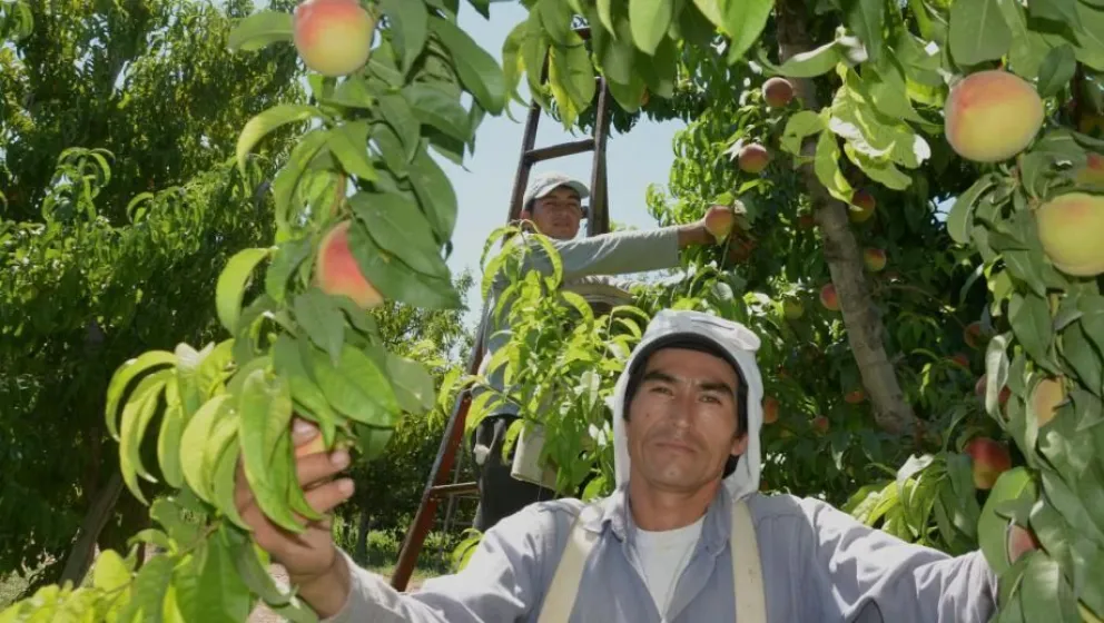 Fruticultura: reabren la inscripción para acceder a crédito a tasa cero para compra de agroinsumos
