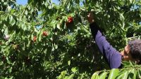 Chimpay festeja un importante crecimiento de la exportación de cerezas