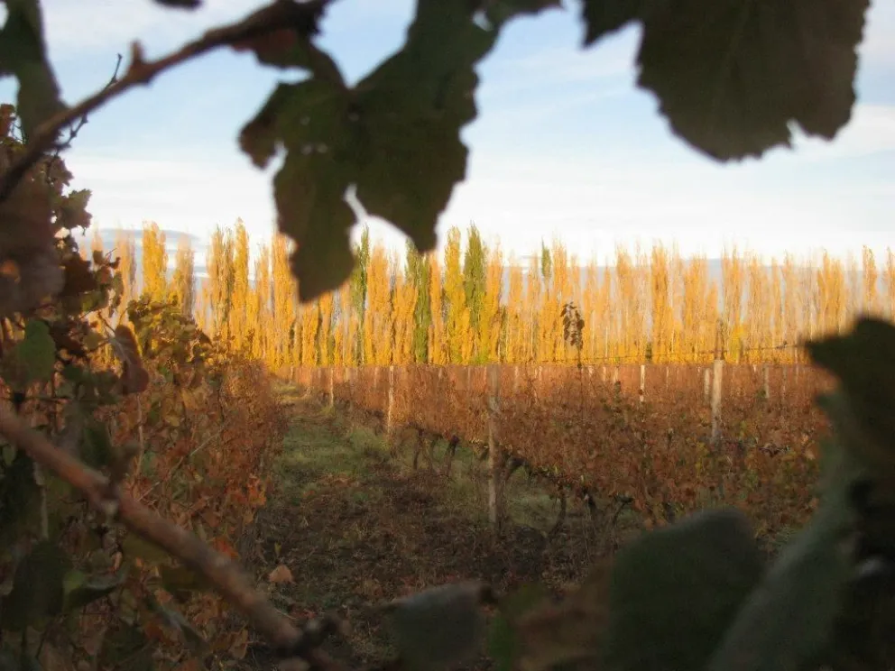 La vitivinicultura en Valle Medio: Una relación de vieja data