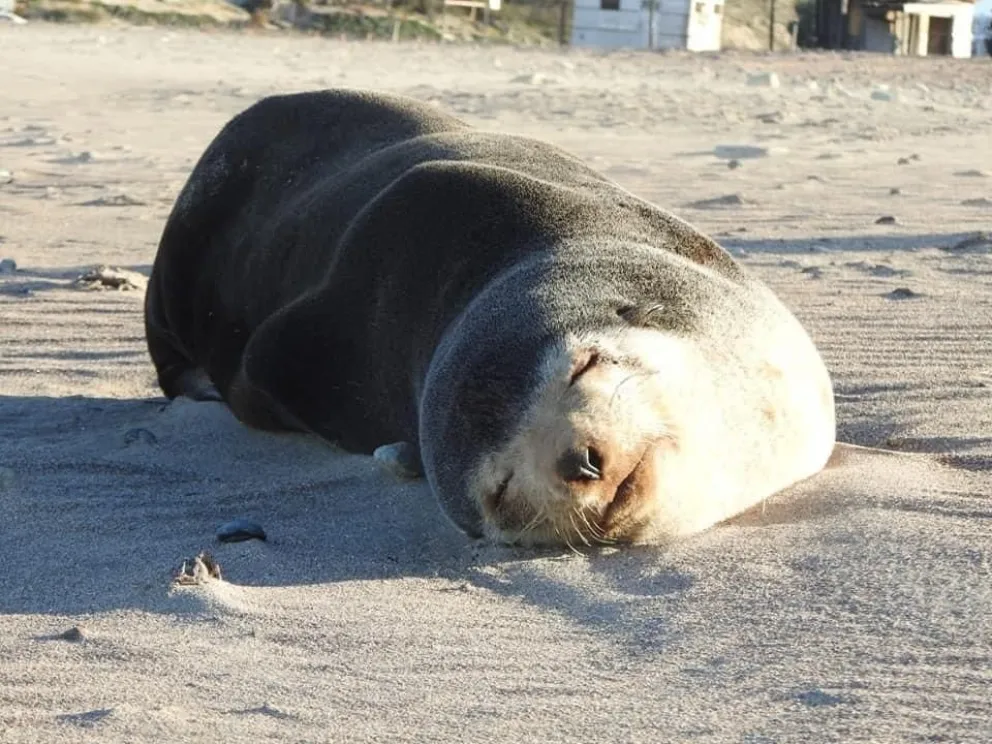 Sorprende el hallazgo de un oso marino subantártico en Piedras Coloradas