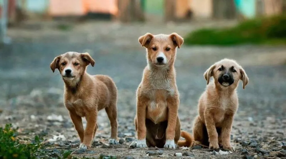 Campaña gratuita de vacunación antirrábica y desparasitación para animales de compañía en Río Colorado