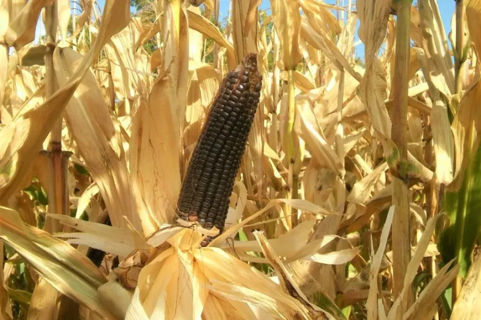 Cuáles son los beneficios del Maíz Negro del Comahue