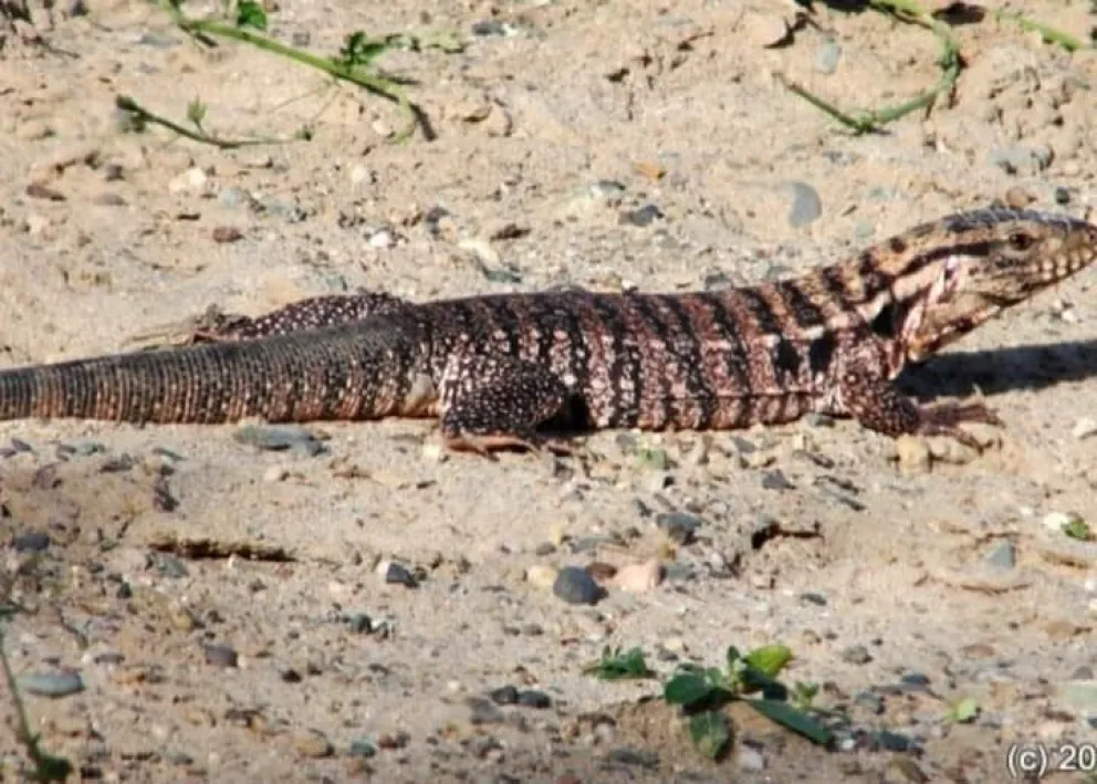 Encuentran una iguana colorada en el barrio Las Bardas