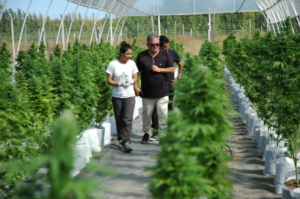Cannabis: cosecharon las primeras plantas en el Alto Valle de Río Negro