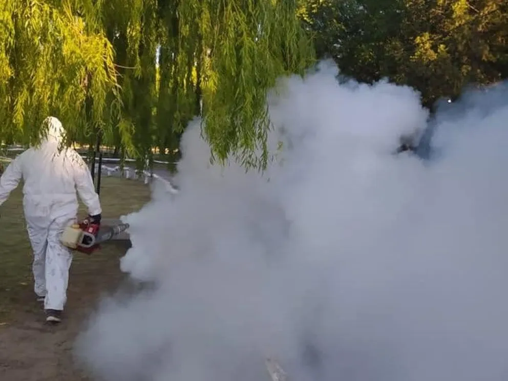 Preocupa la invasión de jejenes y mosquitos en la zona: cómo prevenir
