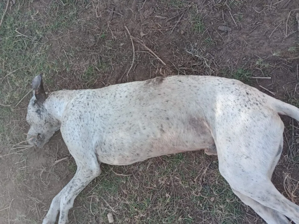 Qué es Aujeszky, la enfermedad que afecta a animales y puede provocar la muerte