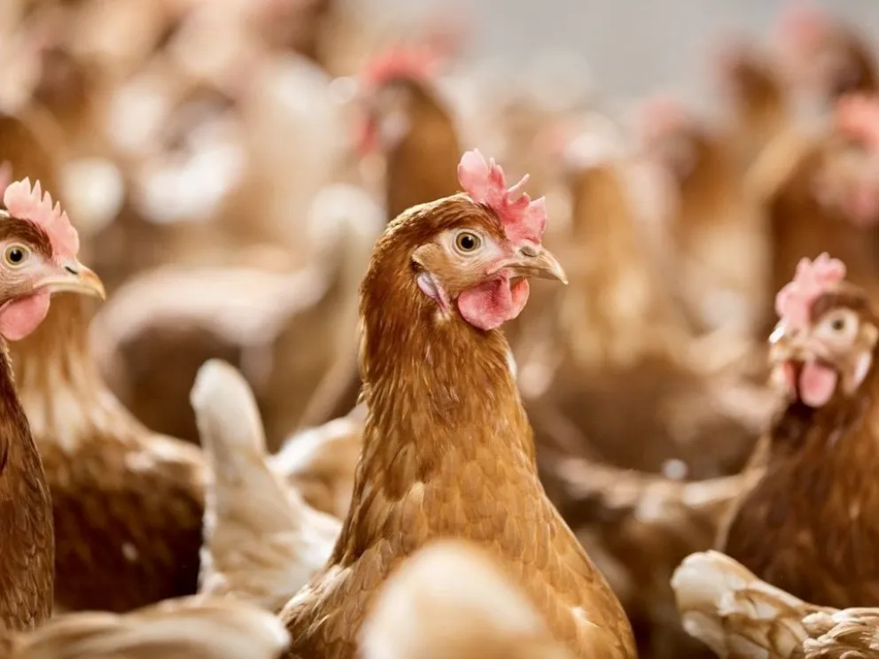 El perro del vecino le mató a 50 gallinas y un gallo de exposición: ordenan resarcimiento