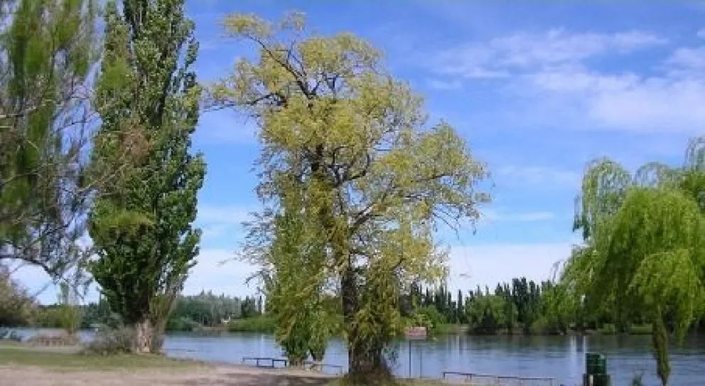 Programa de reforestación en la Isla 92 por el 144º Aniversario de Choele Choel
