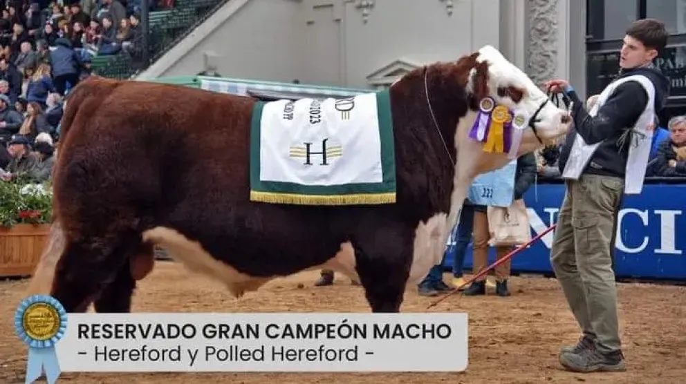 "Es histórico": un toro rionegrino fue premiado en la Exposición Rural de Palermo