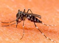 Dengue en Argentina: se reportaron 36 muertos en la última semana