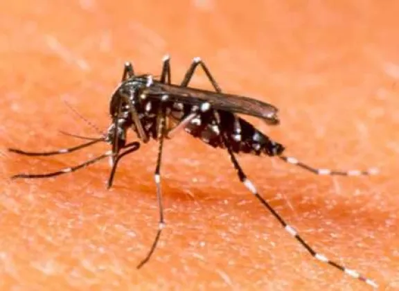 mosquito-dengue-grande-2