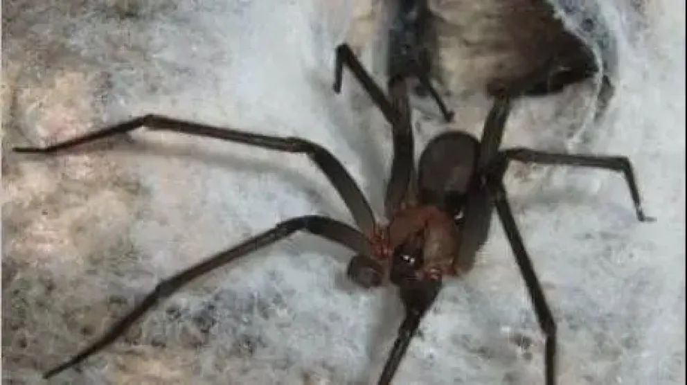 Recuerdan medidas para prevenir picaduras de la viuda negra