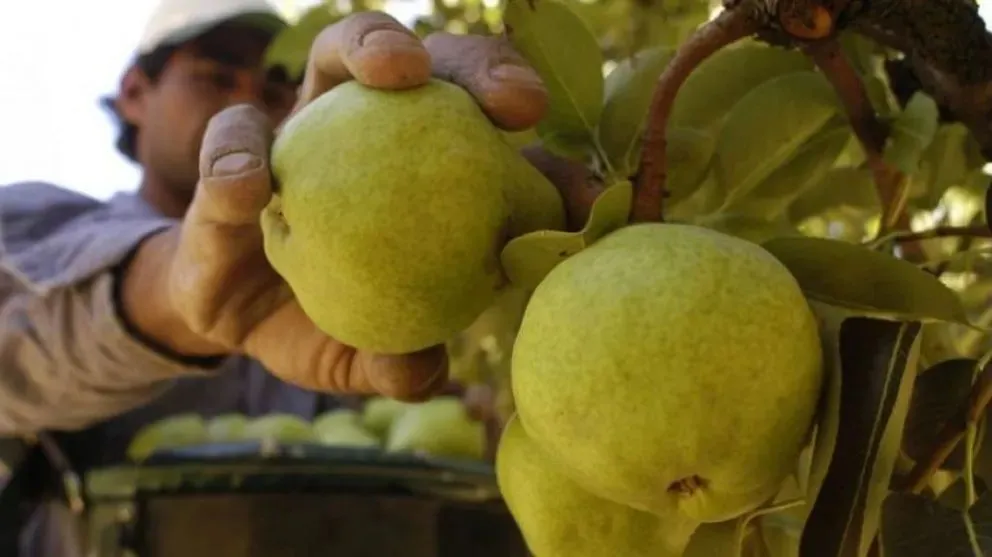 Presentan un proyecto que beneficiaría al sector frutícola 
