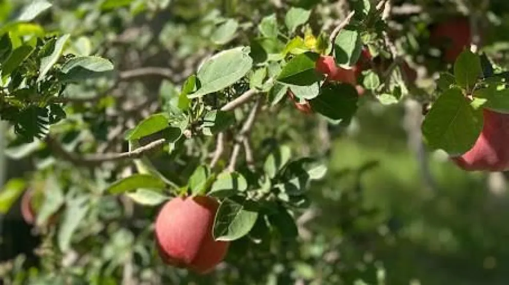 Más de $727 millones para el cuidado y protección de los montes frutales
