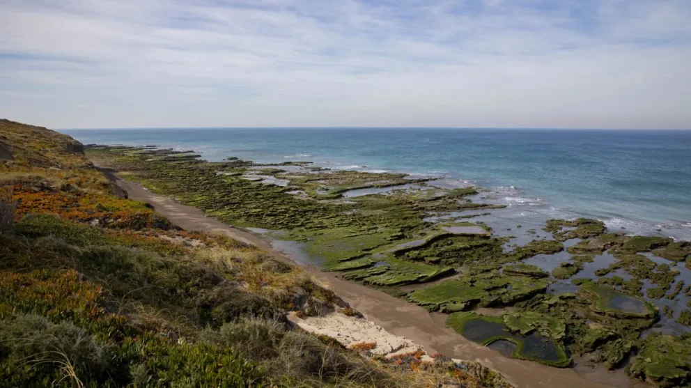 Gripe aviar: realizan una apertura controlada de playas 