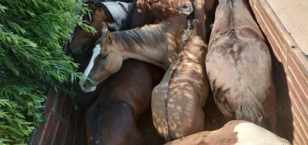 Retienen un camión que trasladaba caballos desde el Valle Medio 