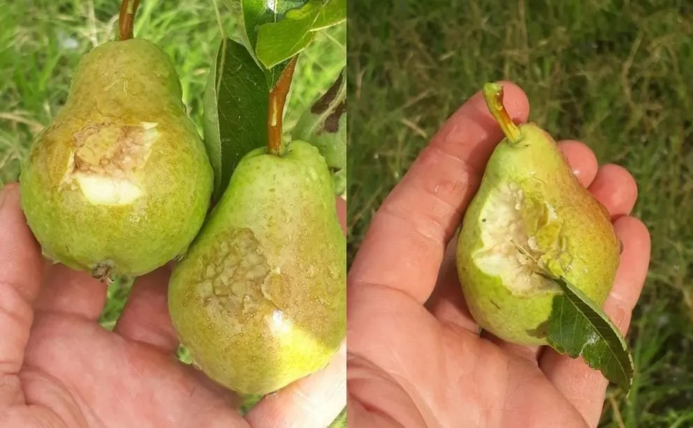 "Fue una tormenta tremenda": el granizo dañó gravemente la producción en Río Colorado 