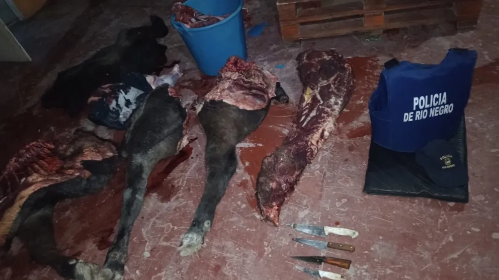 Abigeato en Darwin: capturan al presunto autor de robo de ganado