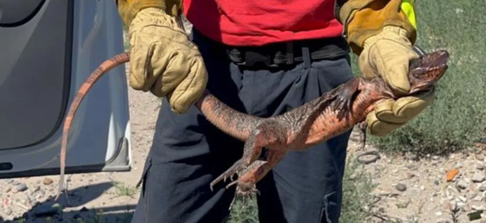 Un lagarto colorado por las calles de Choele Choel  