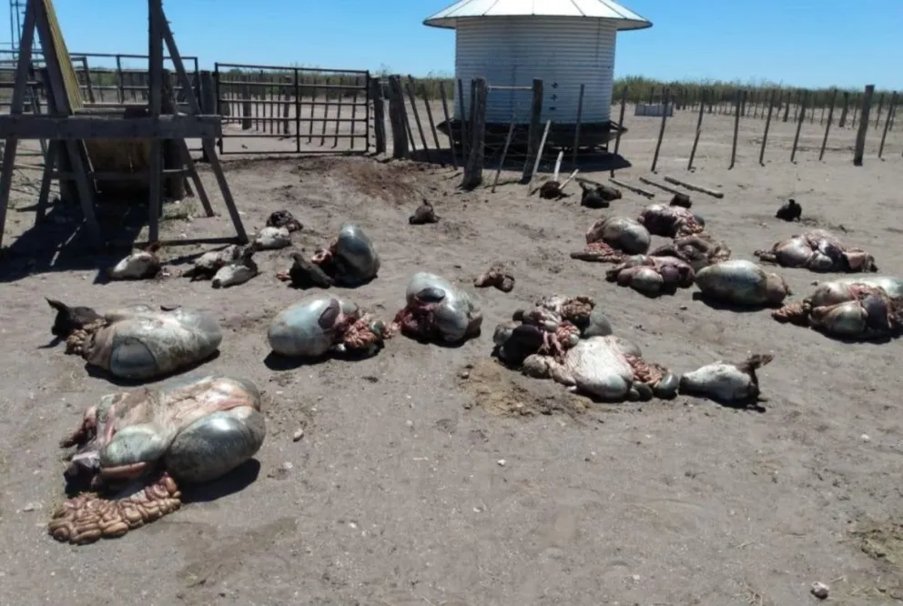 Denuncian matanza de animales y robos en la ruta del gasoducto 