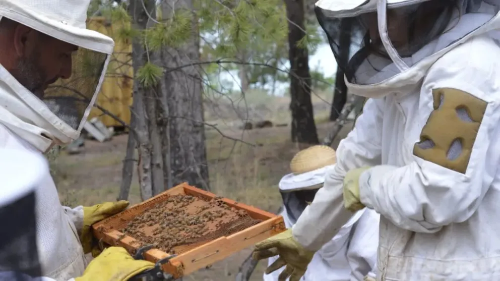 Apicultura: hasta cuándo se puede actualizar el registro en RENAPA