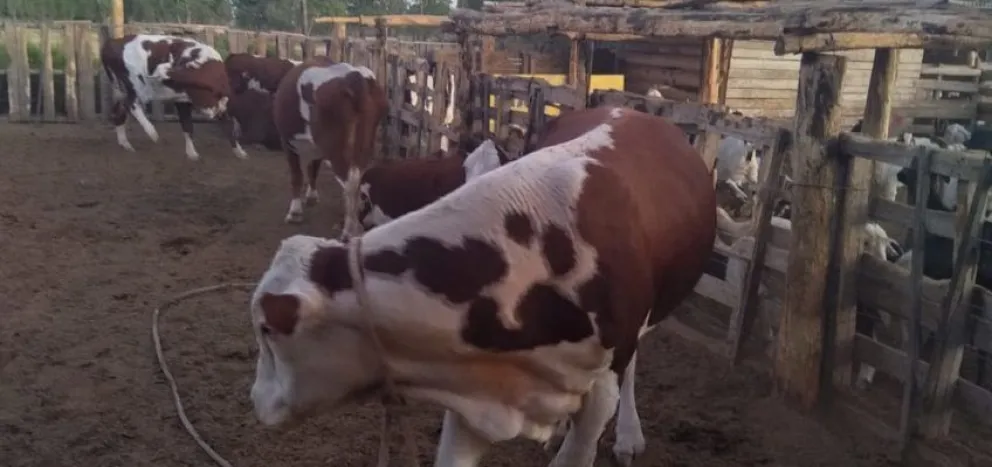 Detienen a un hombre que robó un toro y lo escondió entre los arbustos 