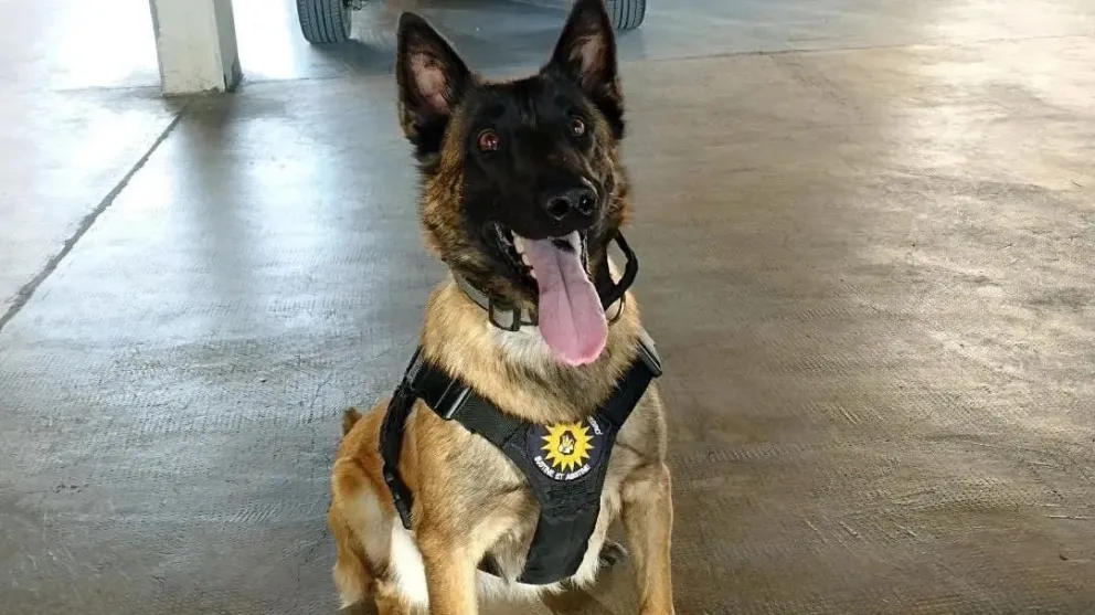 Cómo fue entrenada Roma, la perra que detecta droga en Río Negro