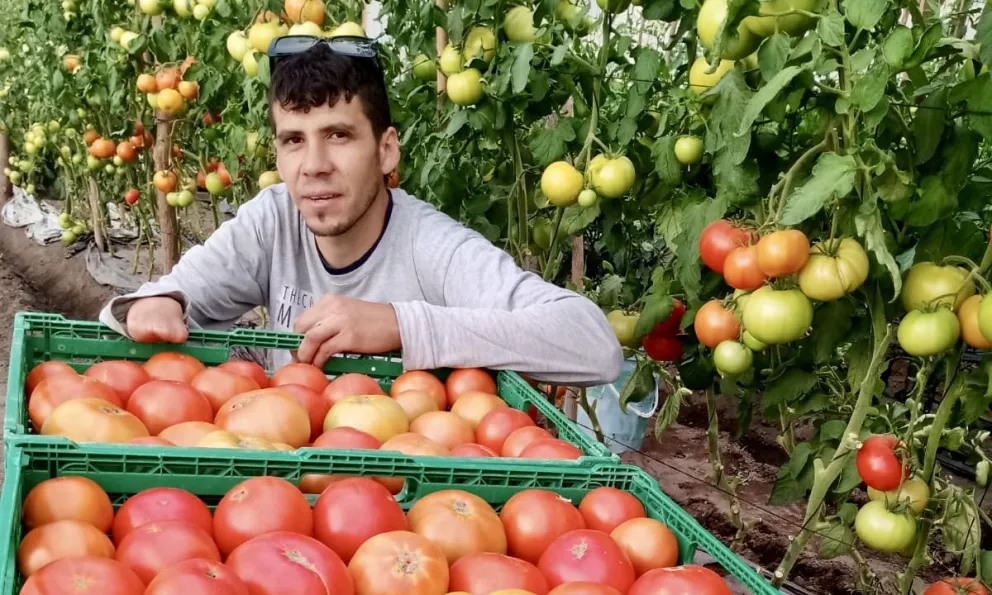 Los tomates de Rivarola viajan para venderse en San Antonio Oeste