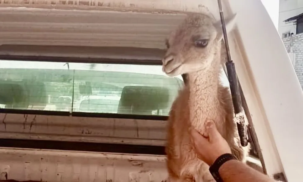 Secuestran un guanaco que estaba en cautiverio