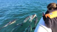 La atractiva aventura de navegar con delfines en el Golfo San Matías