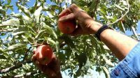 Cómo funciona el índice de madurez de frutas en Río Negro