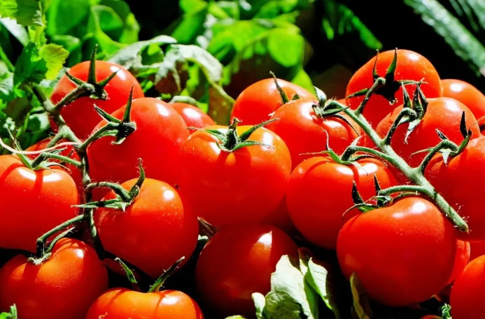 Estudian el uso de productos biológicos en la producción de tomate