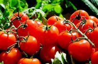 Estudian el uso de productos biológicos en la producción de tomate