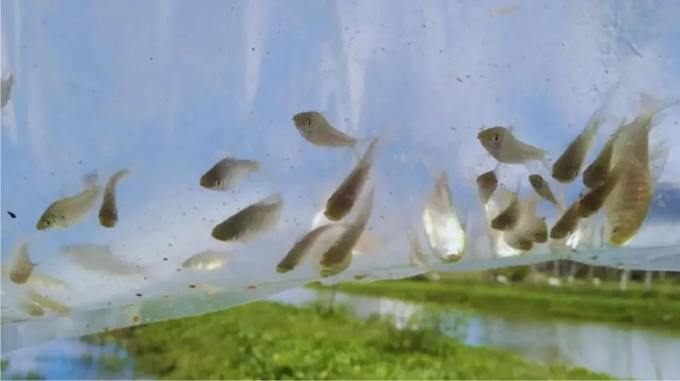 Cultivan peces para controlar poblaciones de mosquitos