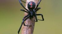Recomendaciones para evitar picaduras de arañas y escorpiones 