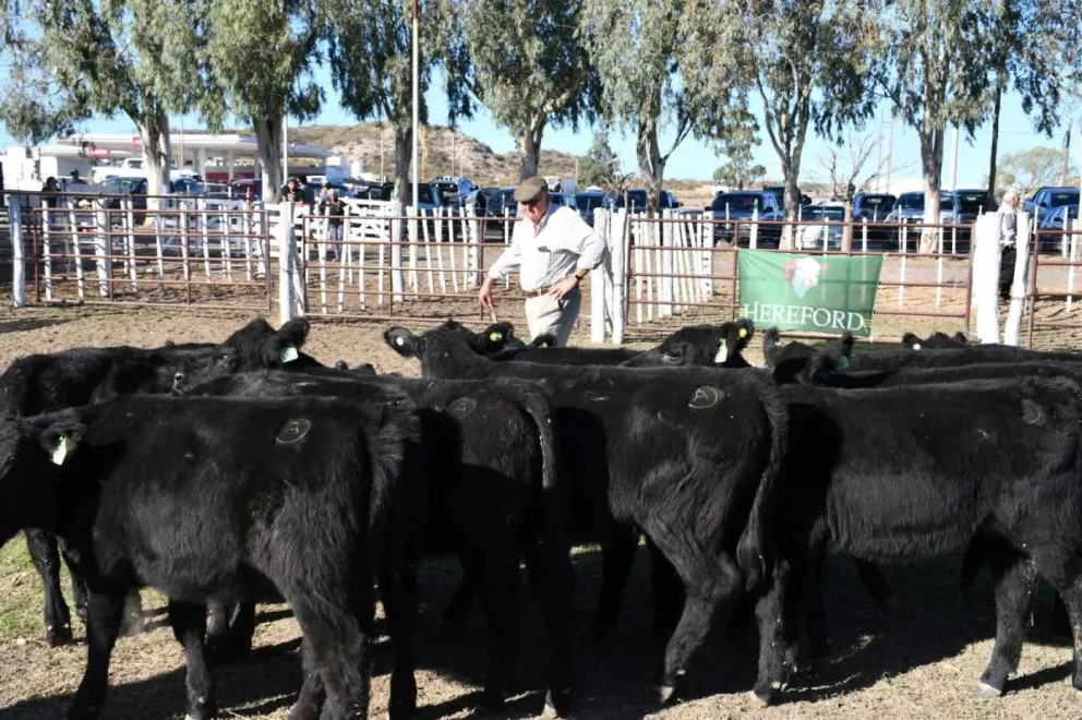 Se viene la 36º Fiesta Provincial del Ternero en la Sociedad Rural de Choele Choel 
