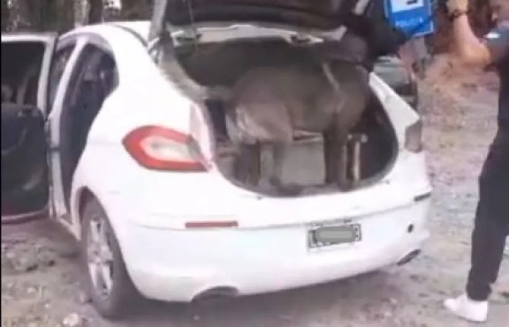 Viajaban por Ruta 22 y el perro los delató: llevaban droga 