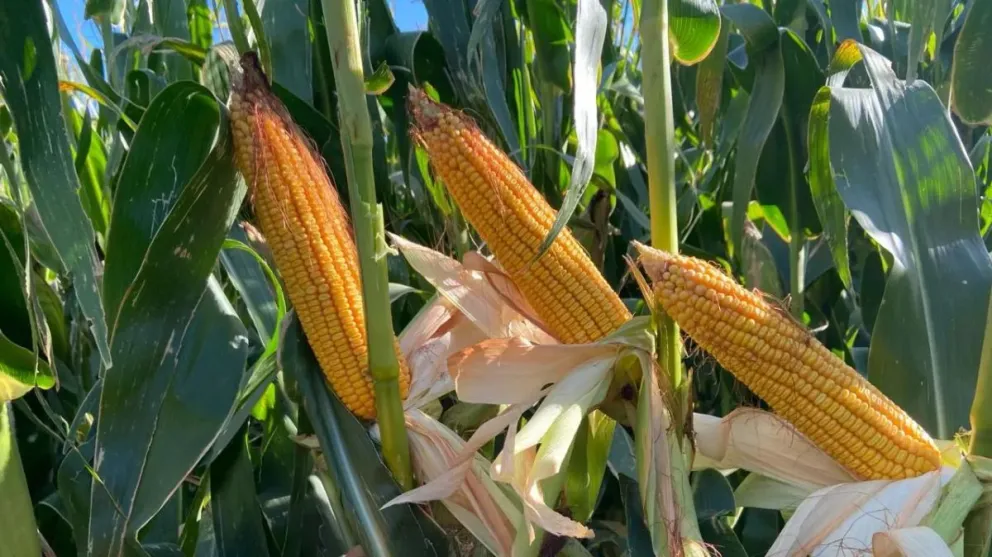 Por qué crece la producción de maíz en valles irrigados de Río Negro 