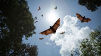 Develan cómo comenzaron a volar los murciélagos:  una puerta al desarrollo de drones más sofisticados