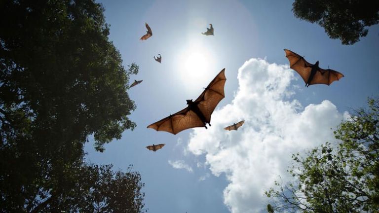 Develan cómo comenzaron a volar los murciélagos:  una puerta al desarrollo de drones más sofisticados
