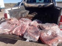 Secuestran carga ilegal de carne de jabalí en Choele Choel